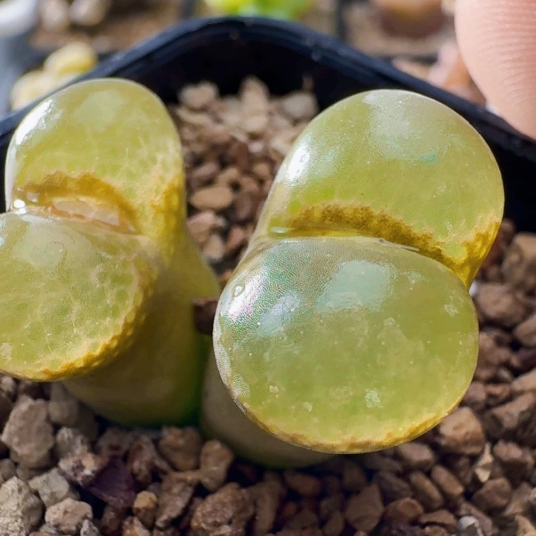 3349黑眼豆豆风铃玉2