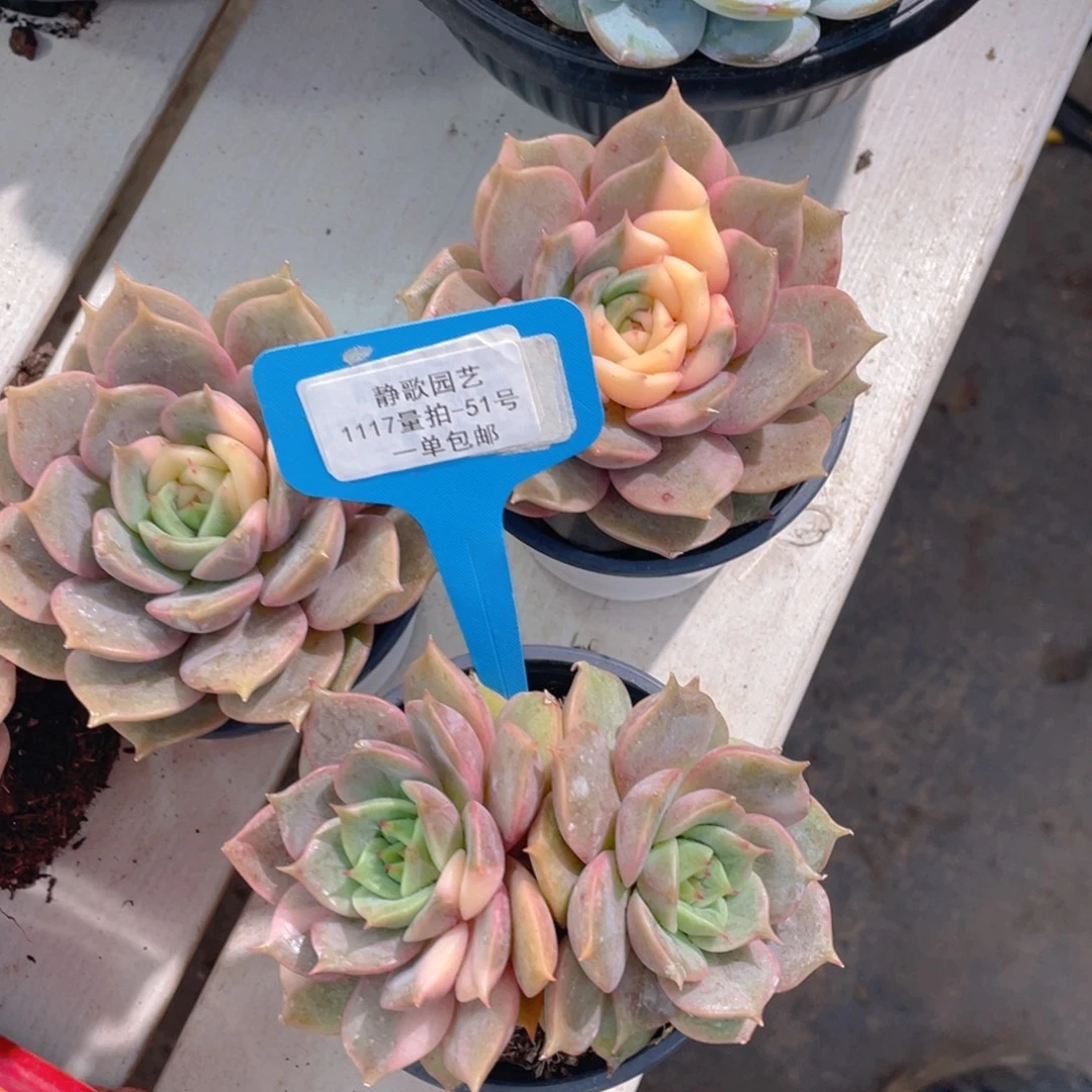 1117-51-贝加尔湖锦福利捡漏一颗