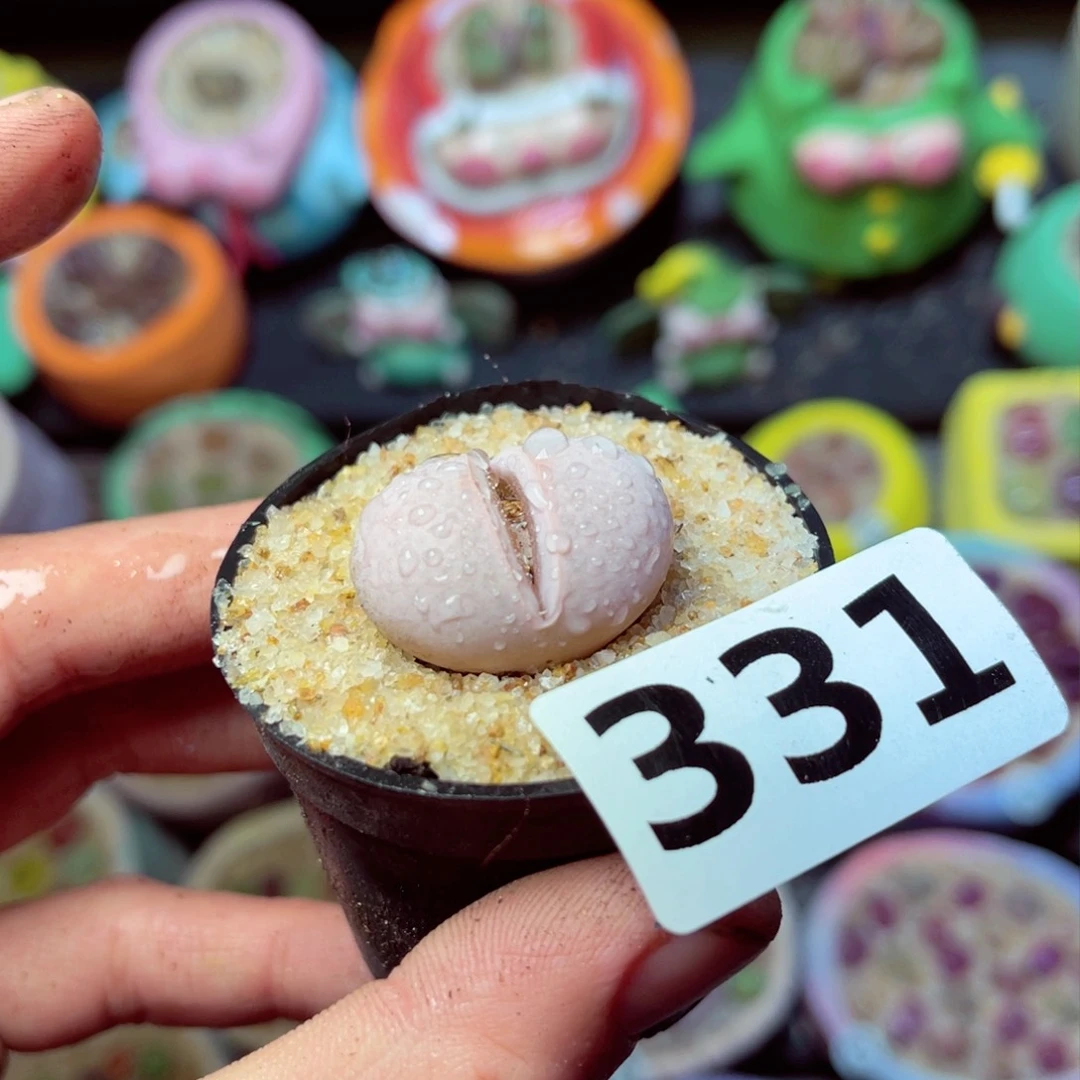 331生石花带盆发