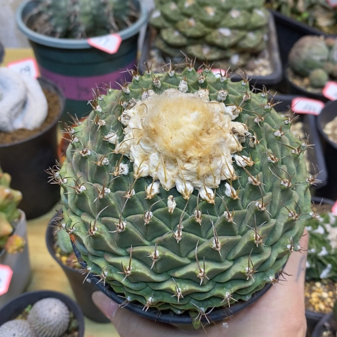 62号 帝冠11公分 带盆土发货