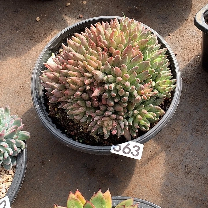 563炫彩心 一物一拍多肉