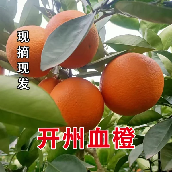 【京东快递】重庆塔罗科血橙正宗玫瑰香橙新鲜橙子现摘现发5/10斤