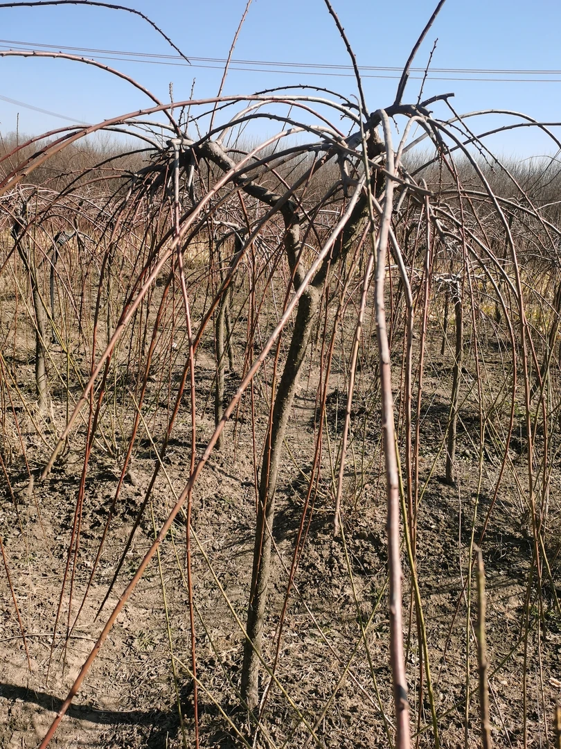 垂枝梅，粗度5公分左右，高度1.2-2米左右，有红花，粉花和绿花