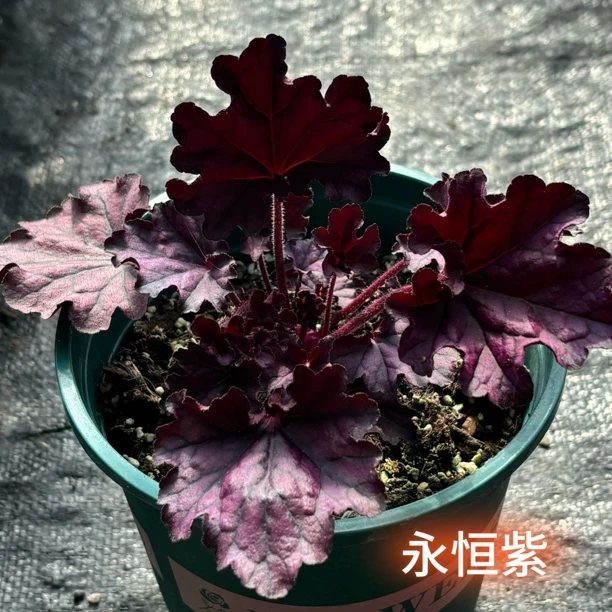 永恒紫盆花｜耐冻矾根｜四季观叶【新疆直发】