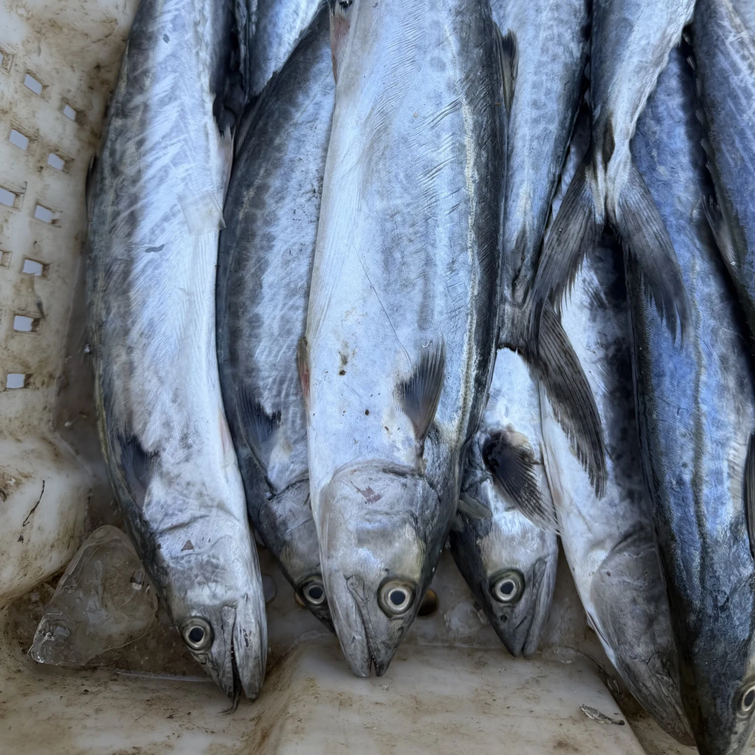 渤海湾纯野生燕鱼5斤