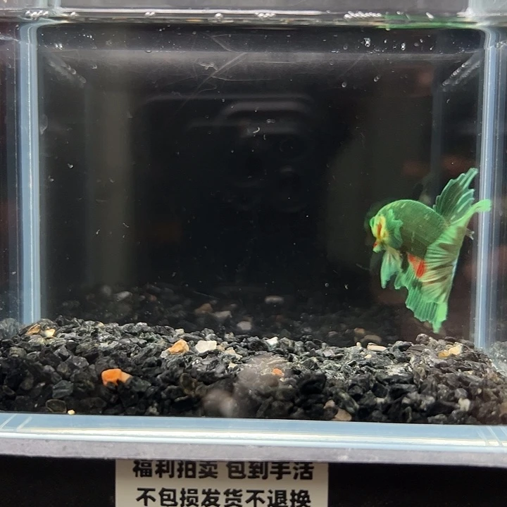 斗鱼竞拍跑单拉黑24日117
