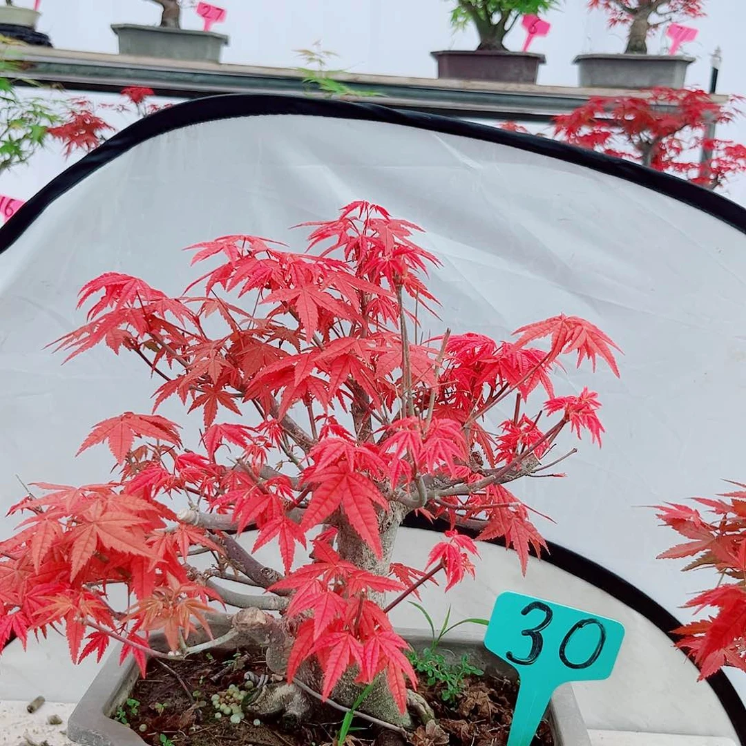 无花朵艺****型红枫老桩出猩猩