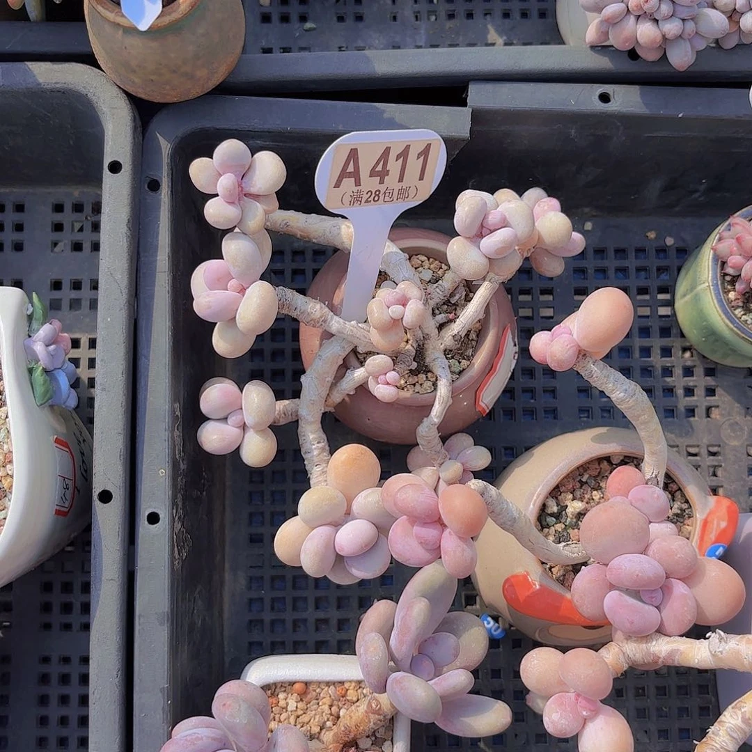 A411腰子蛋一物一拍