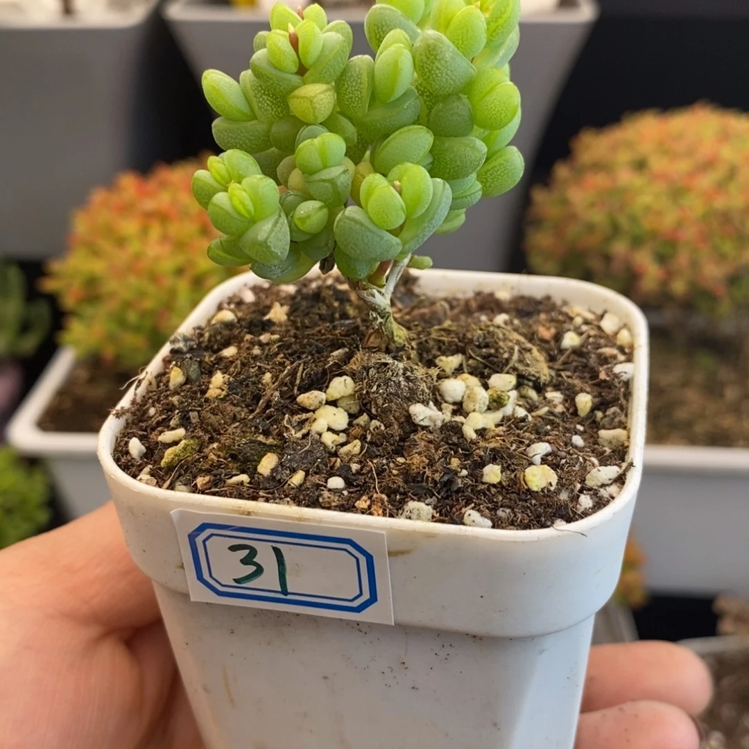完全开放321号元宝（6.5cm）