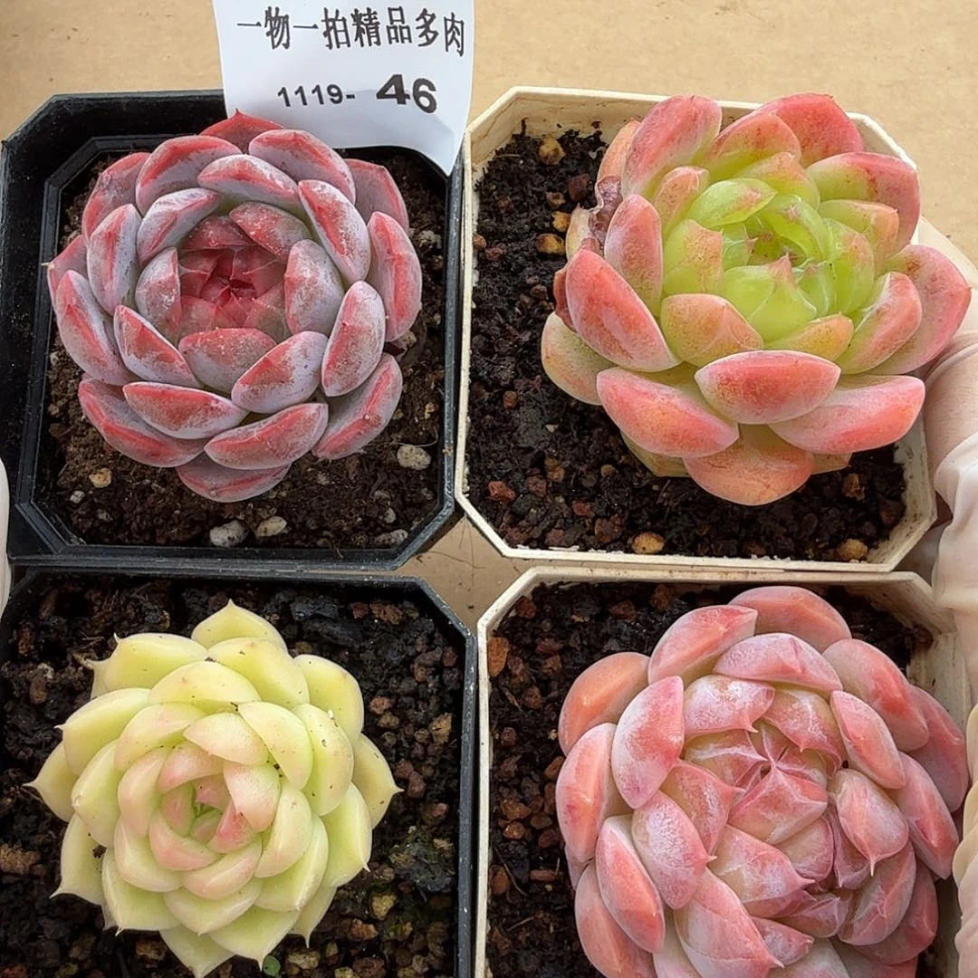 1119-46四颗多肉一物一拍