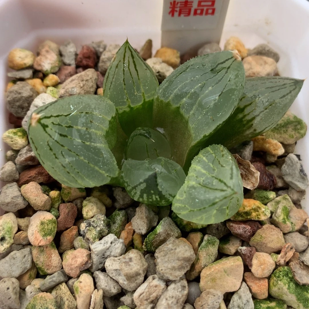 以实际为准122虞美人