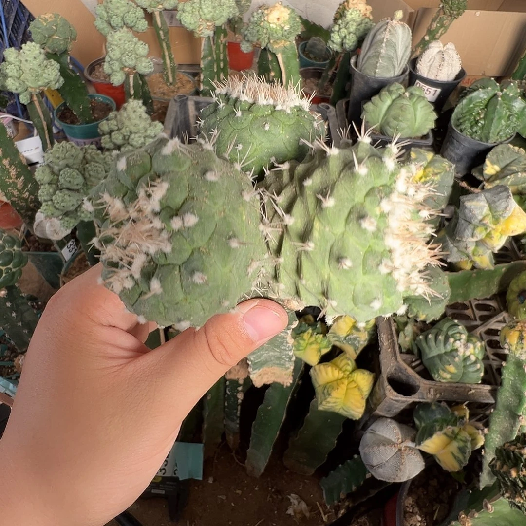 菊水仙人球群3332号