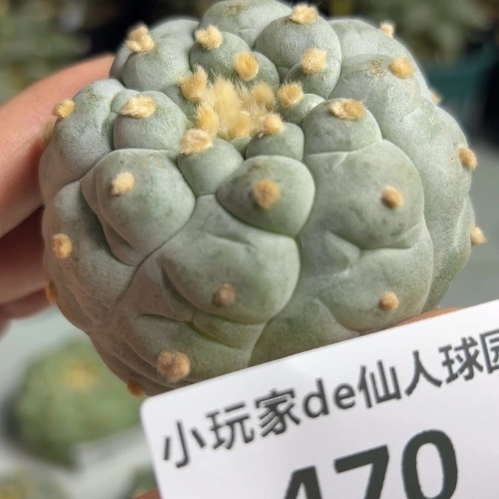 470可节后发货 可帮发根