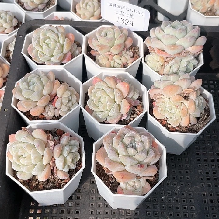 薇薇安园艺多肉1329
