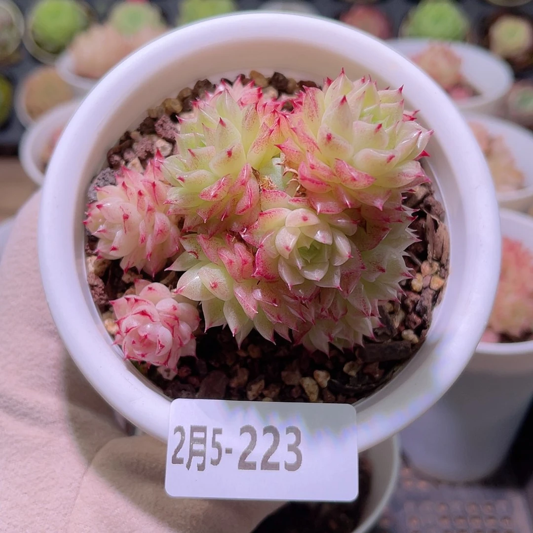 花利美5-223麦秆群