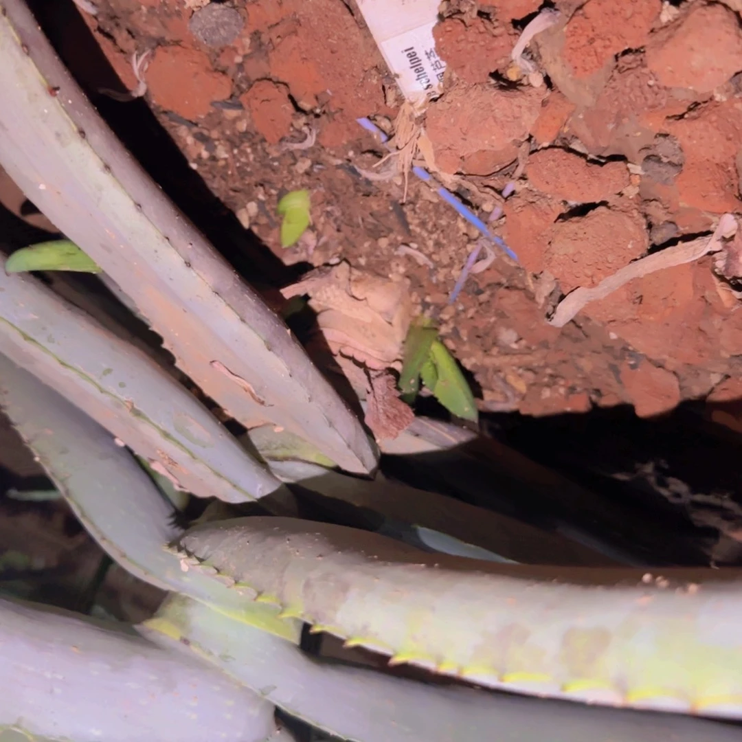 块根植物块根植物块根植物