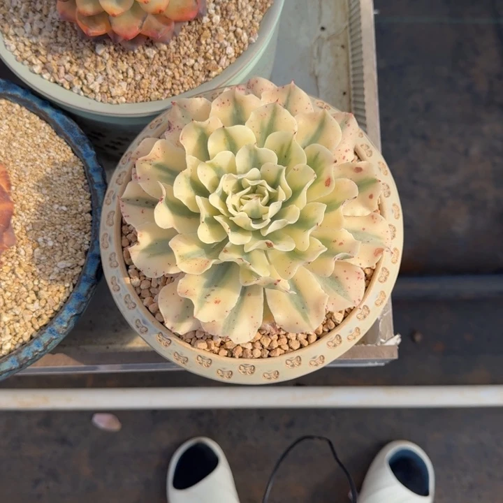 海啸锦 单头 一物一拍