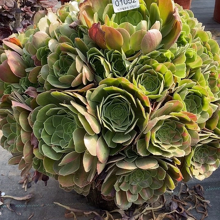 01052粉女物中班多肉