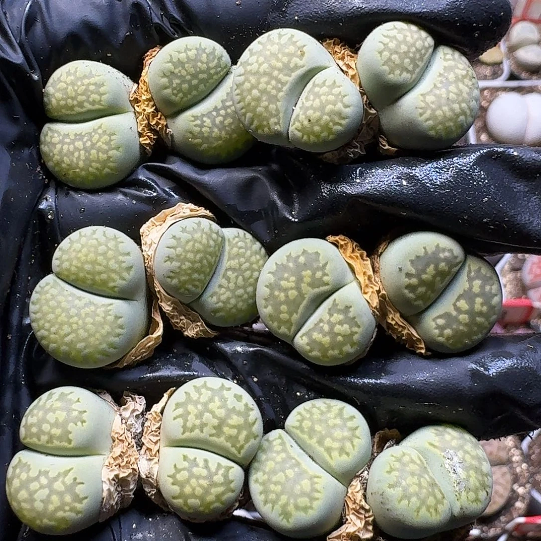 生石花112121。  237