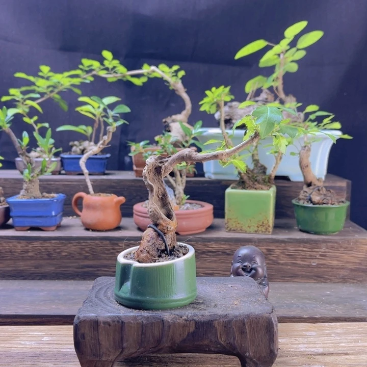 当前无花朵，栽培后可花朵