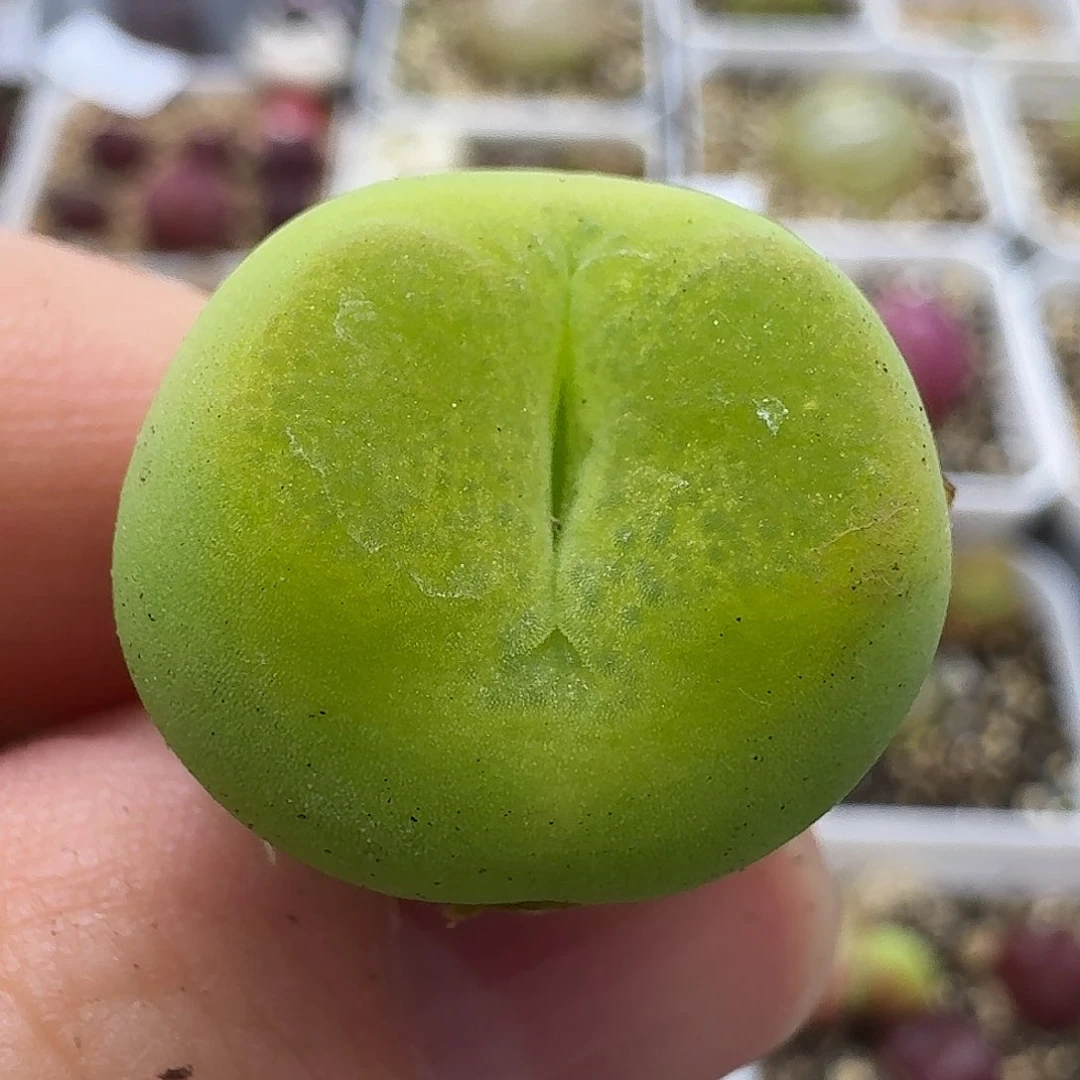 老马生石花o泡2252