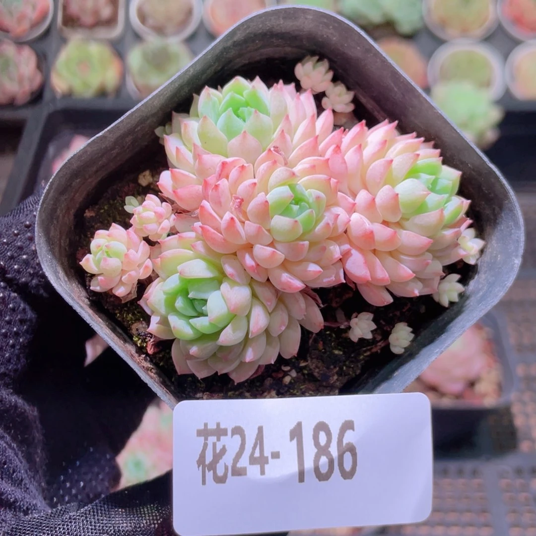 花利美24-186小粉莓