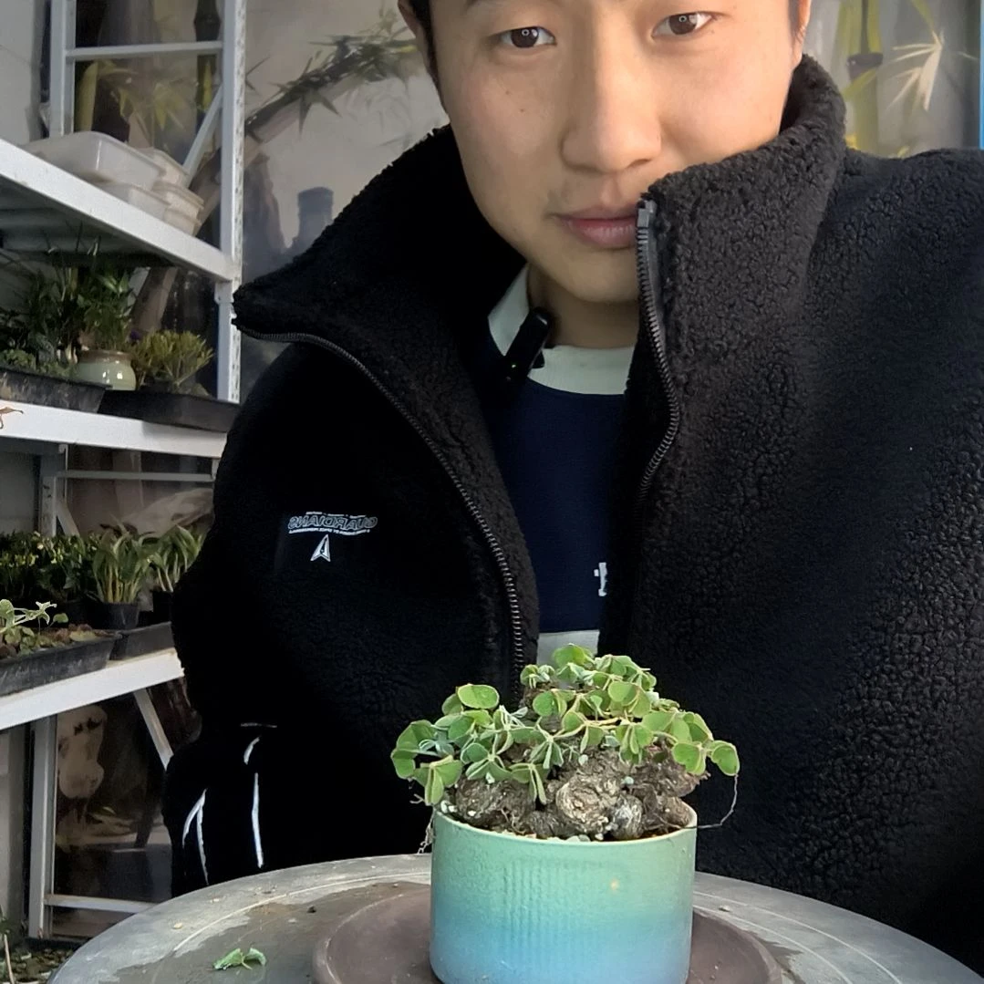 芬*小盆景小植物一物一拍88