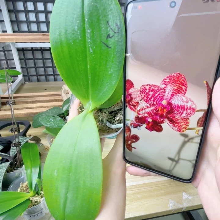 完全开放弥陀721-和牛肉-2001