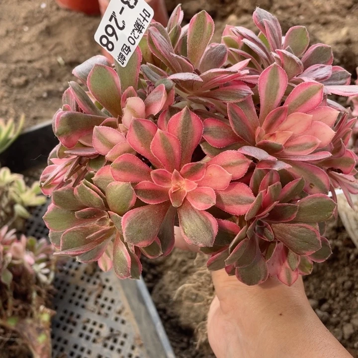 268黑膜嫁接有砍多肉123445779