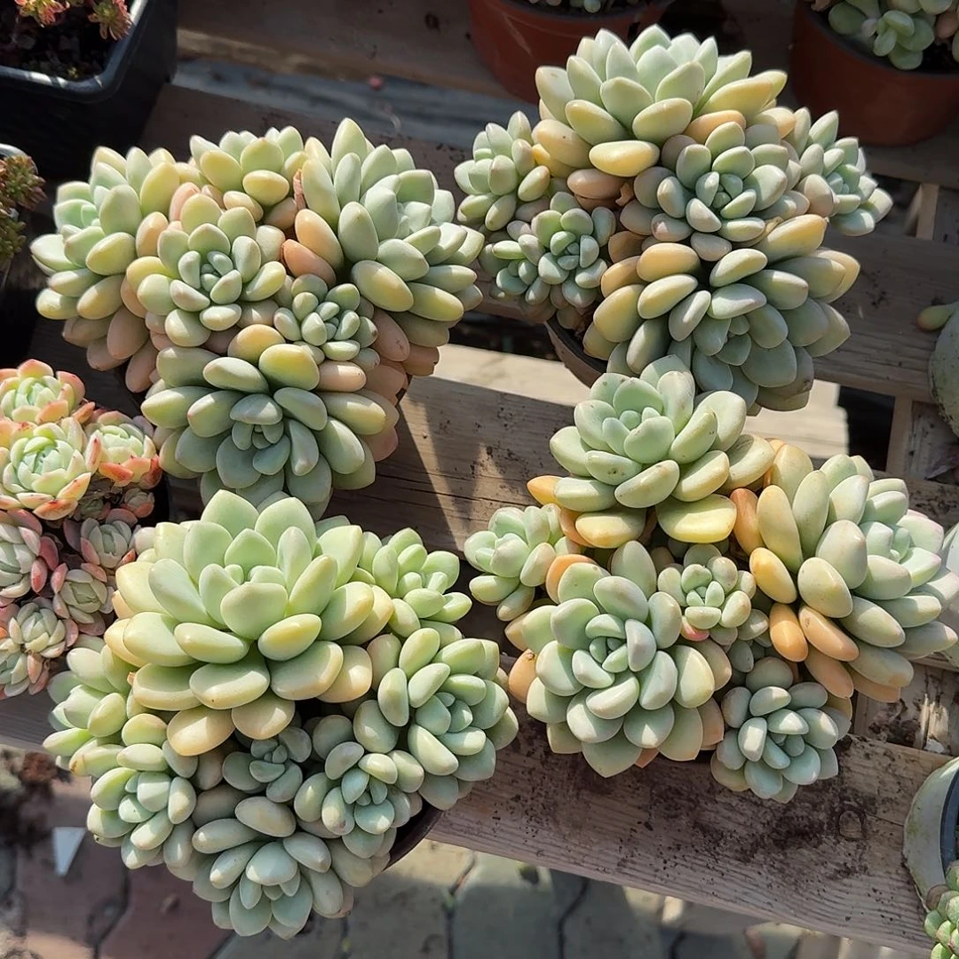 大号泡泡糖多肉以后