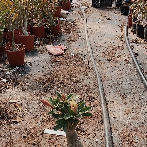 【闪购商品】2**5绿植