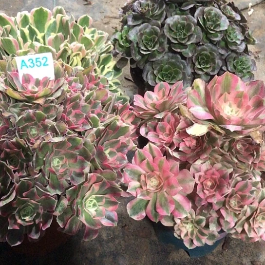 小***+无花朵法师多肉植物四颗352号