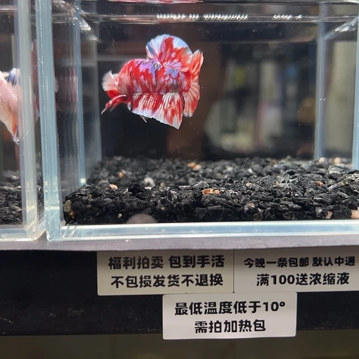 斗鱼竞拍跑单拉黑30日136