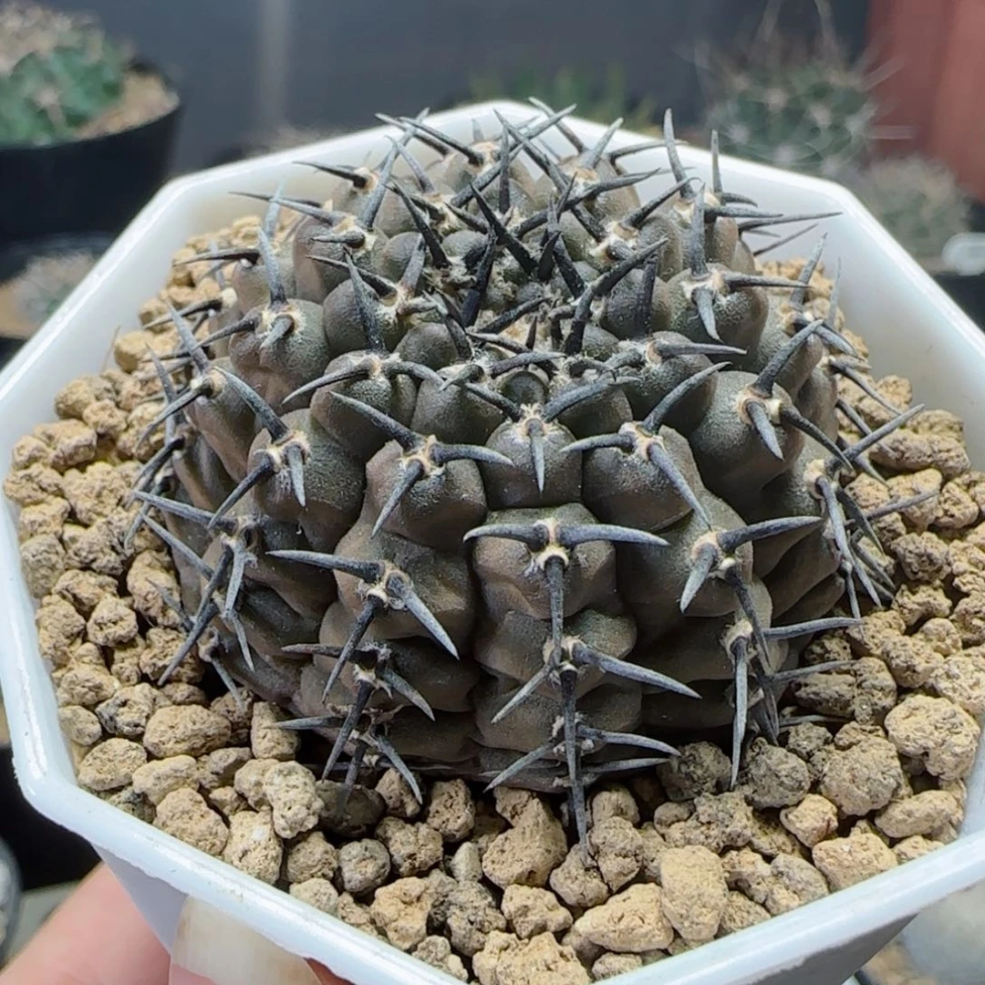 实生短豪刺黑刺凤头多肉