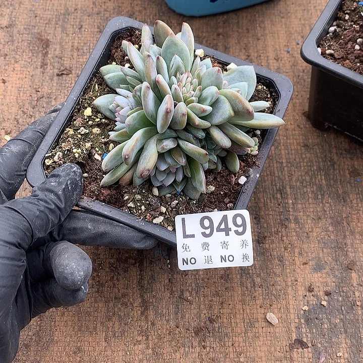 星星橙朵朵 有侧切 多肉植物.9.28后发
