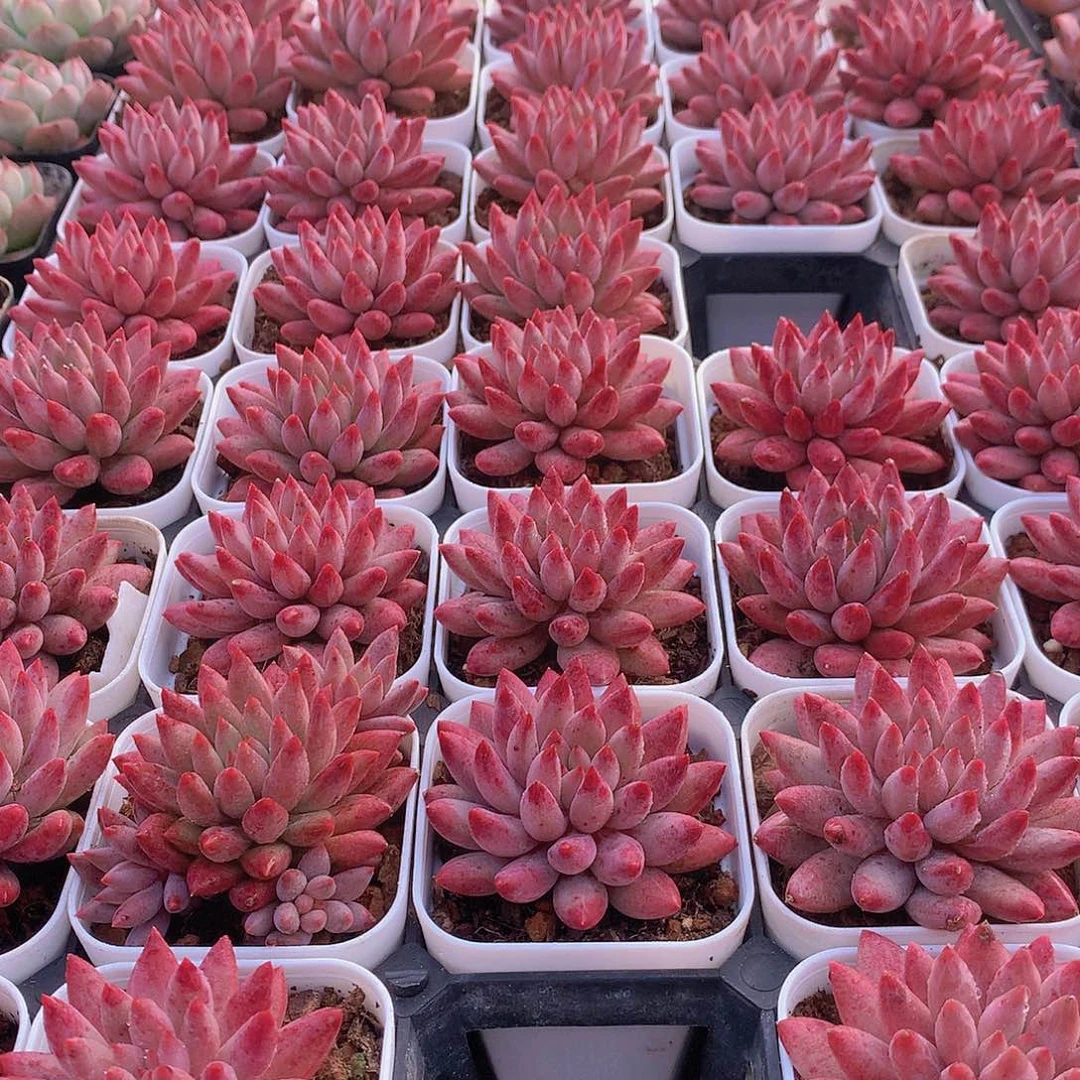 超红体虞美人346678899999