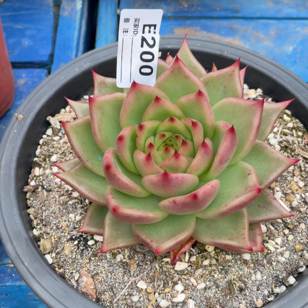 无花朵若如东云单拍E200