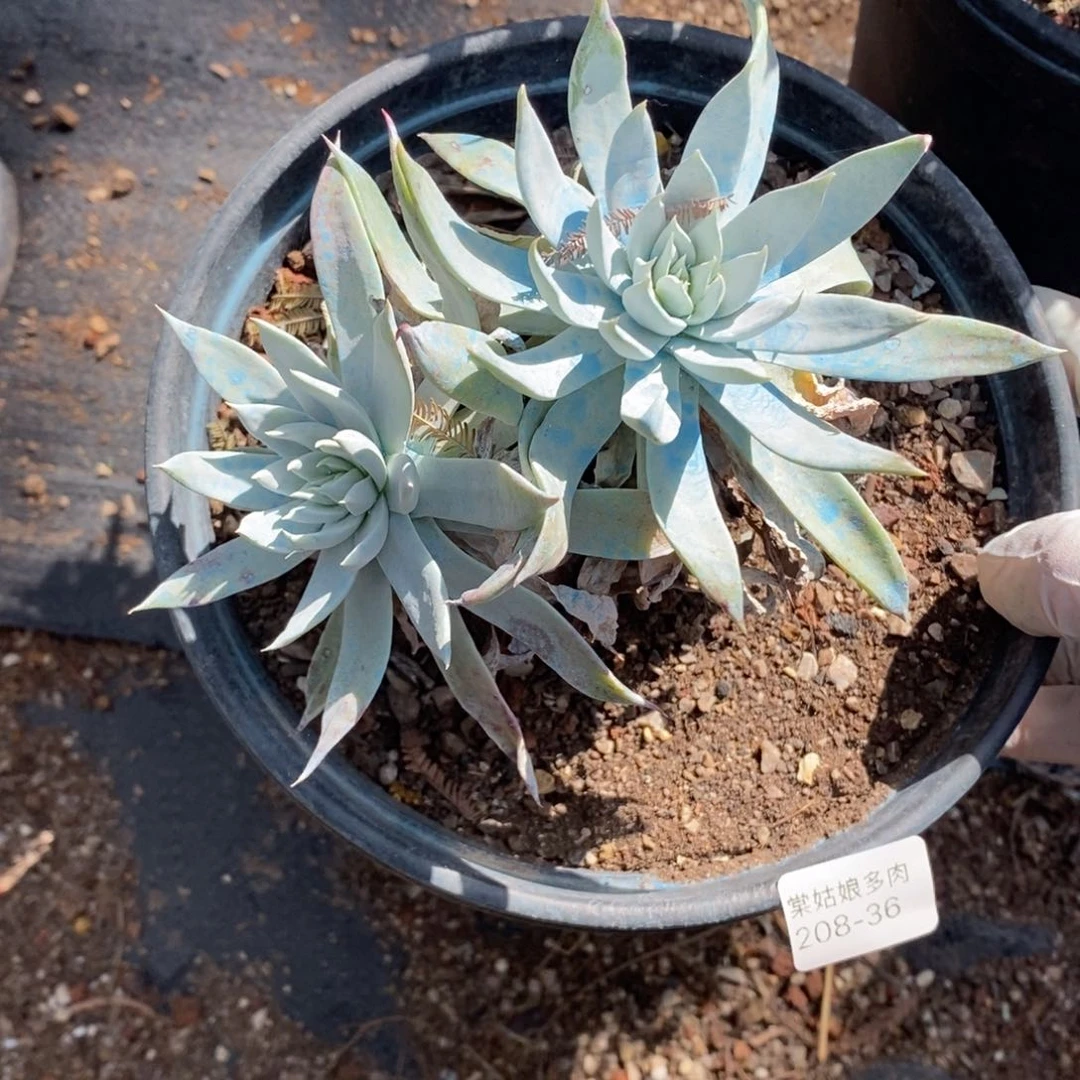 36号雪花小可爱呀