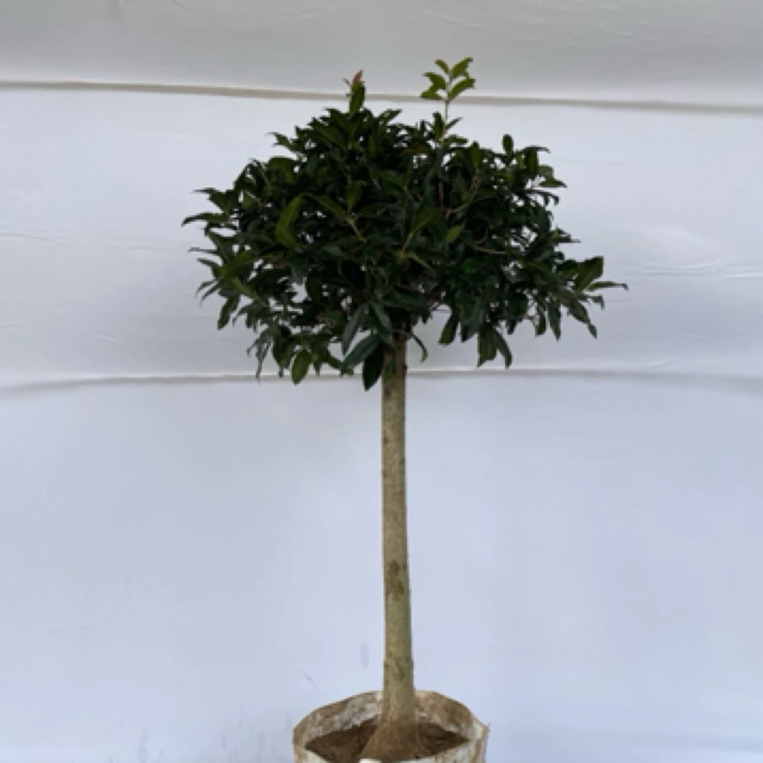 精品八月金桂流苏嫁接耐寒耐旱南方北方庭院花园