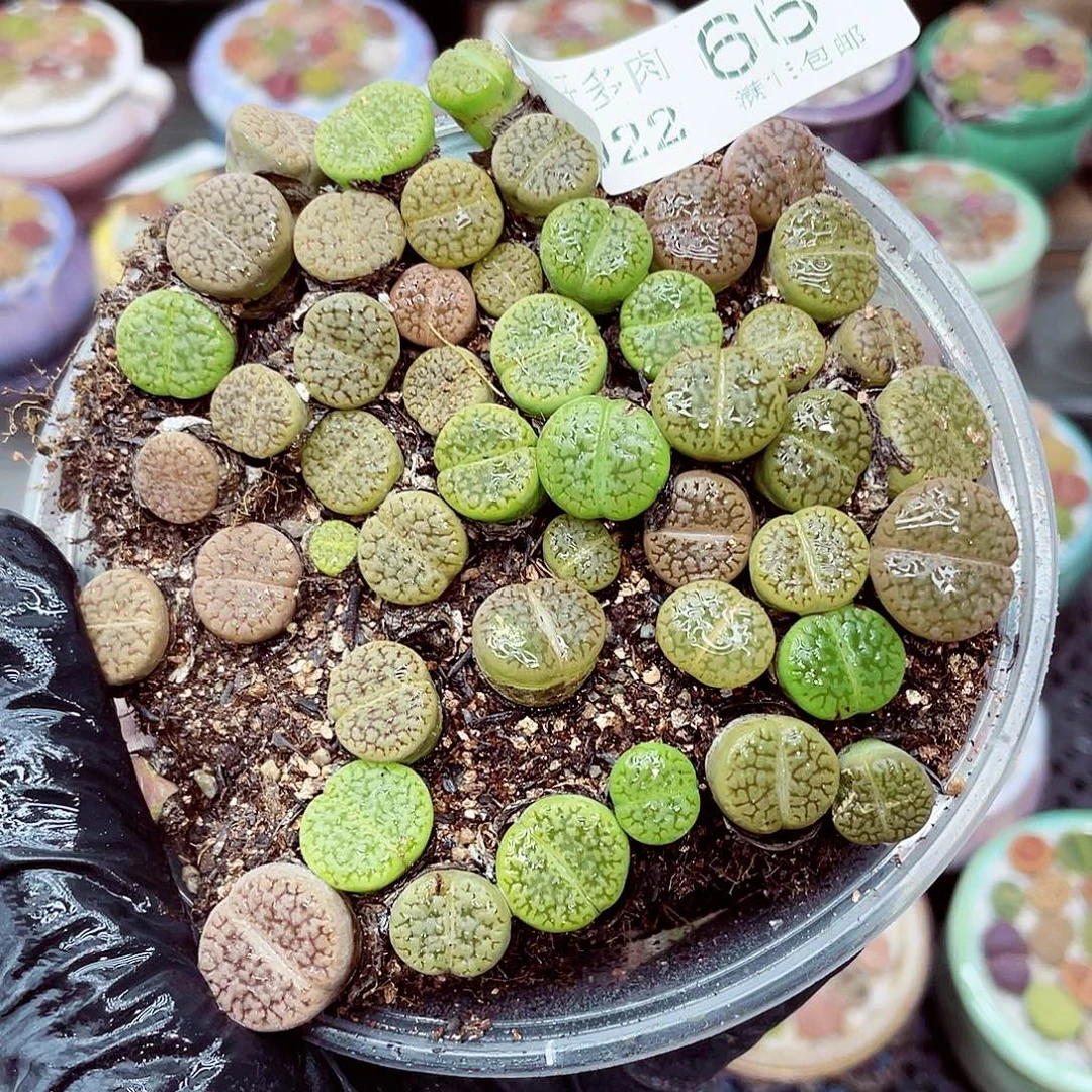 生石花满18包邮0922-66
