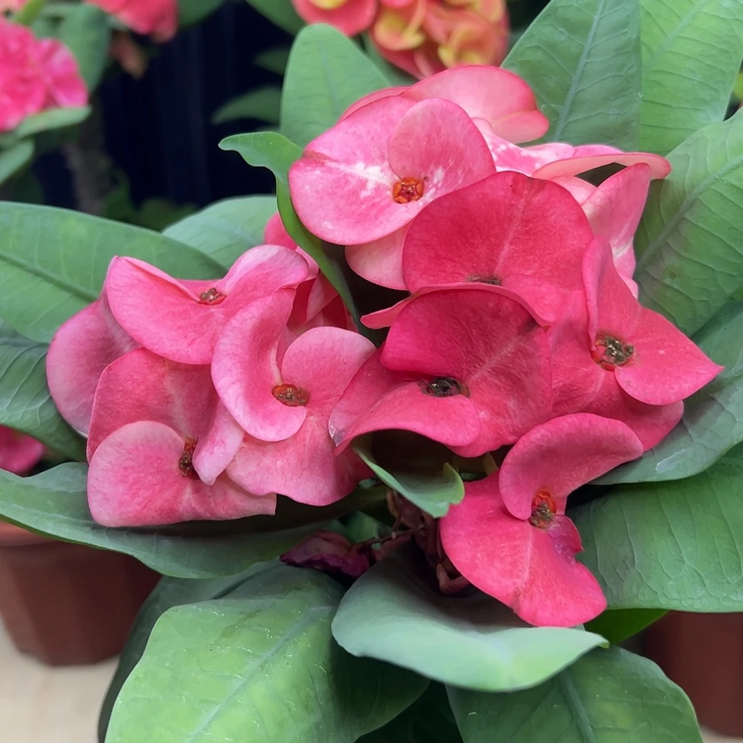 八仙女孩泰国大花虎刺梅