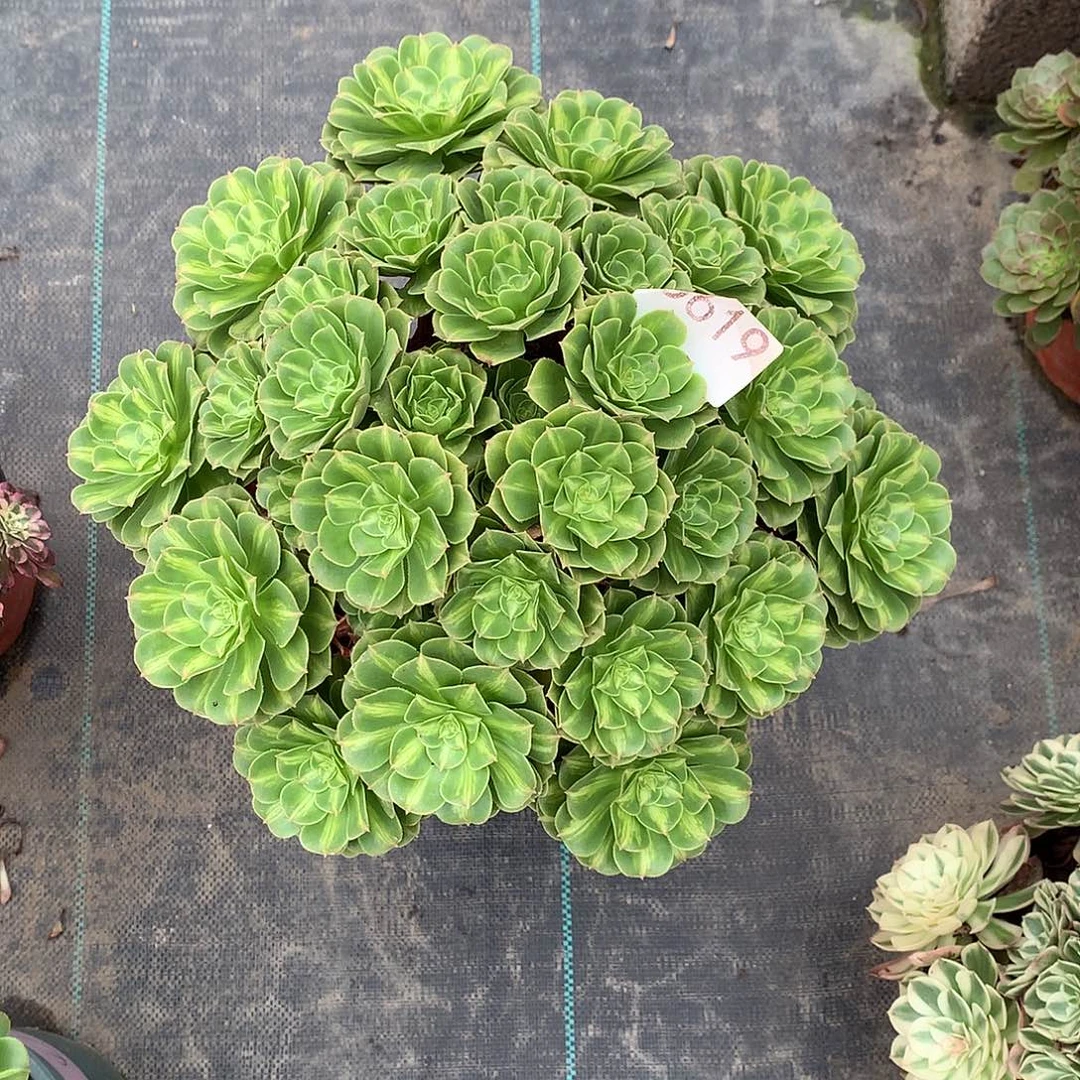 *****619翡翠琉璃多肉植物