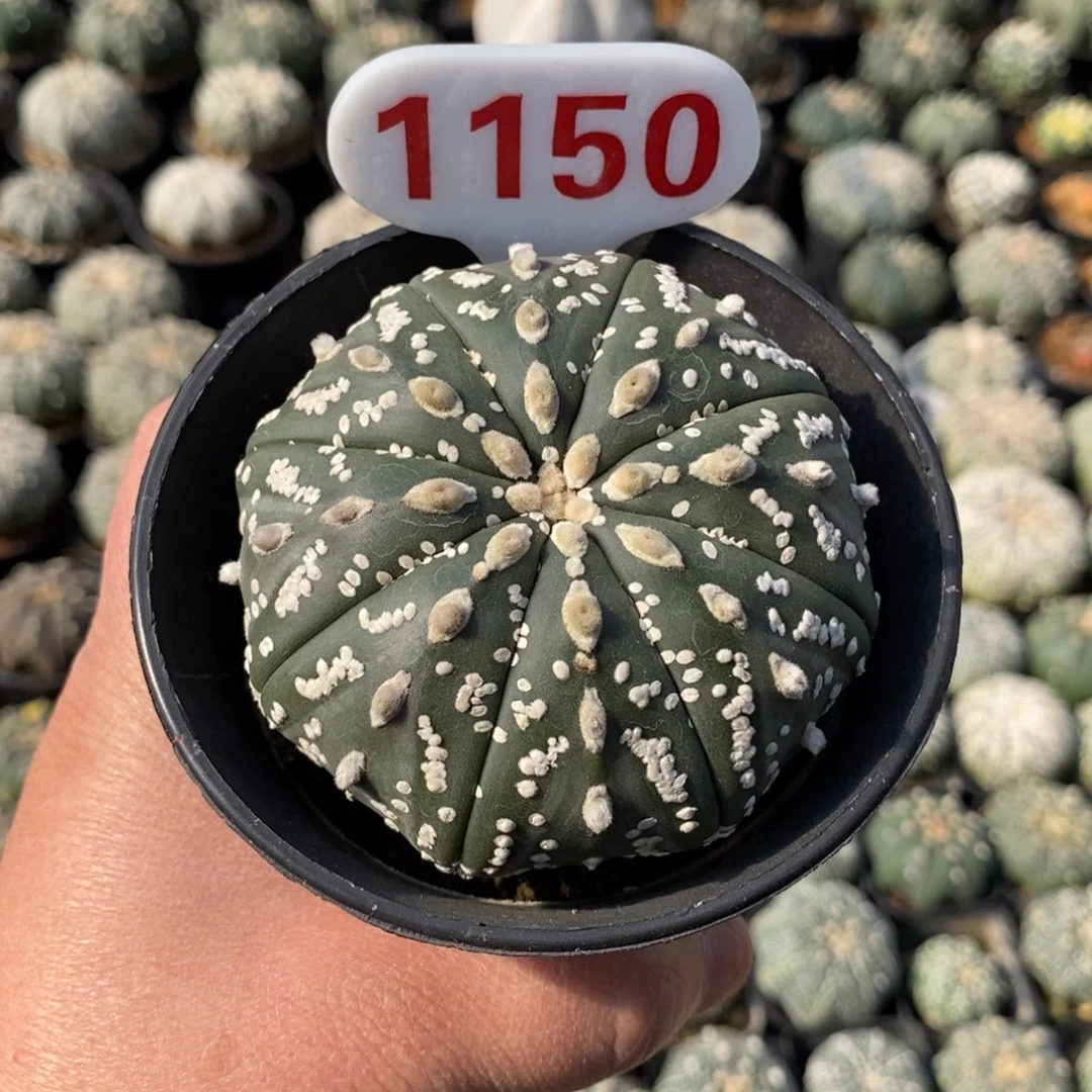 1150天眼超兜福利系列