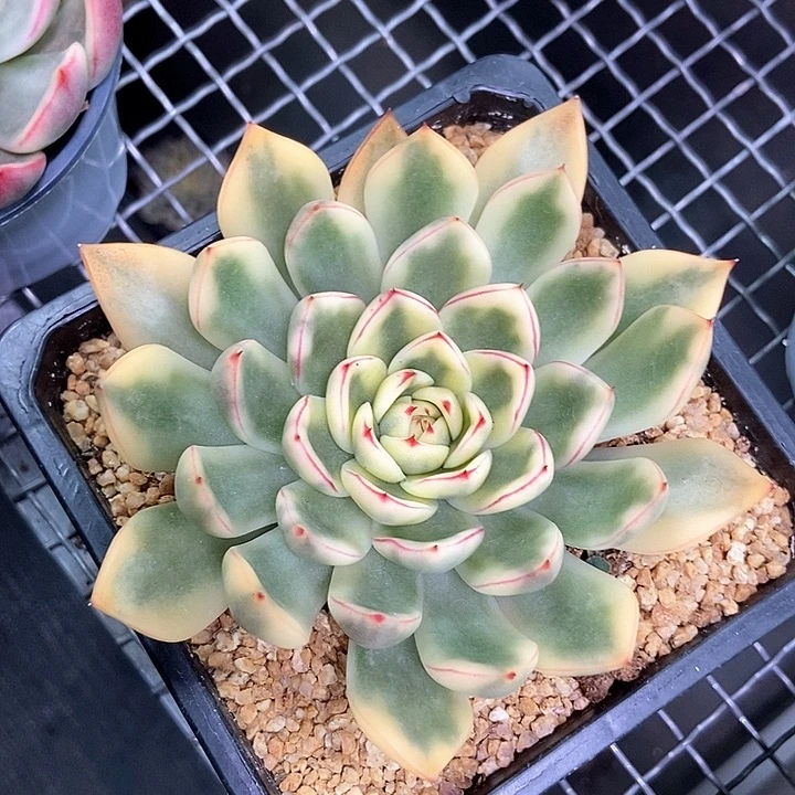 阿诗娜锦一物一拍