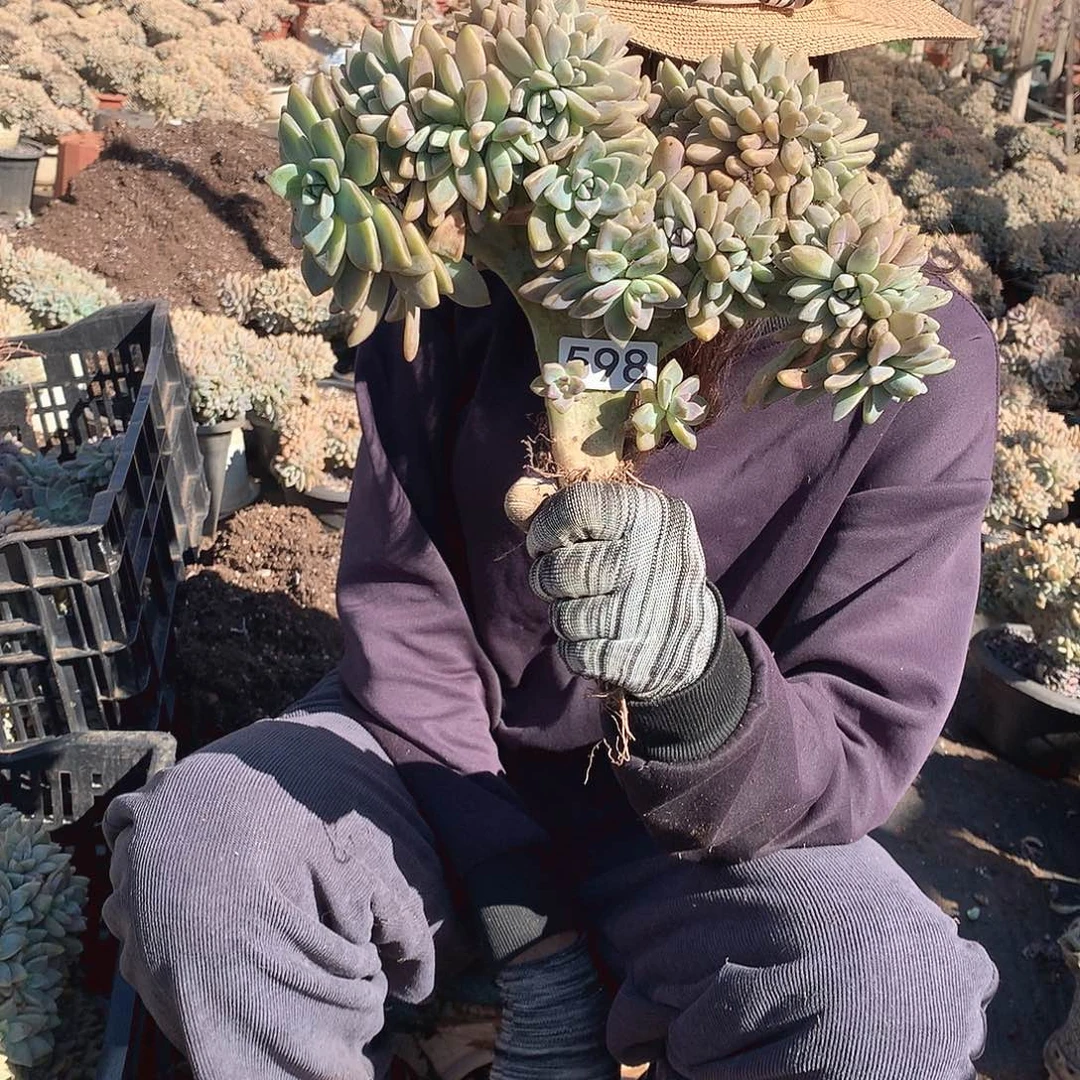 598 淡雪缀 一物一拍