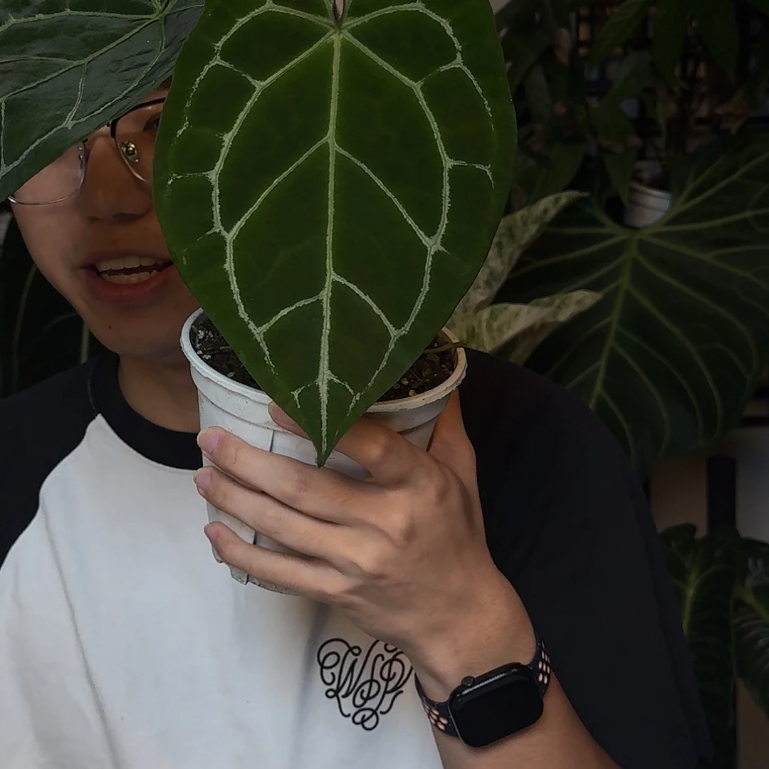 完全开放哥伦比亚水晶U45