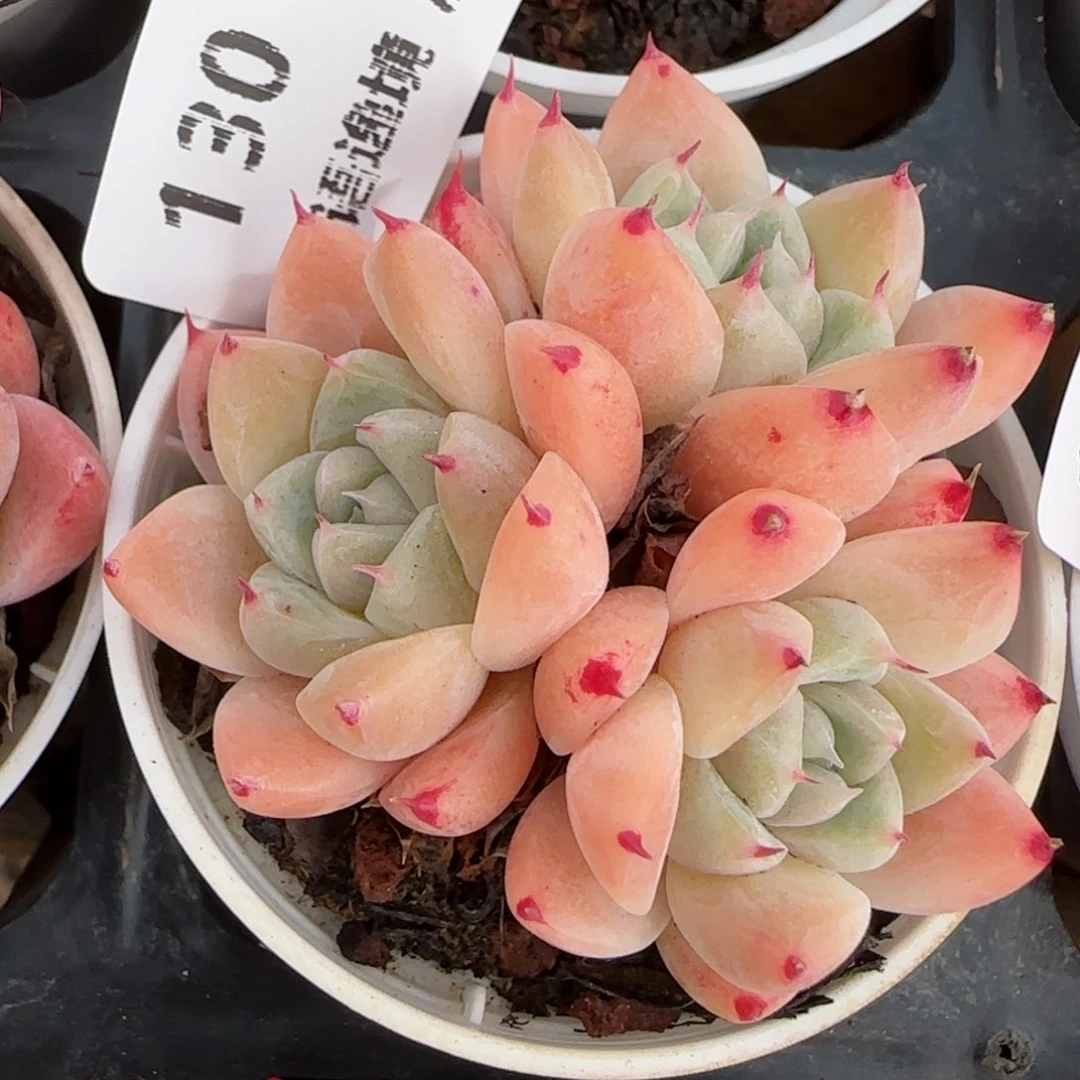 花语逸境0130-130