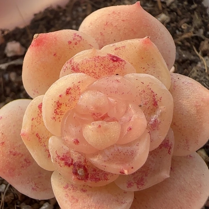 43王者系列多肉植物一盒