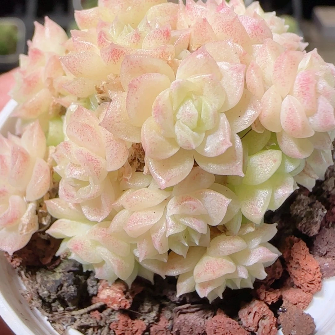 花语逸镜1022-463麦秆散