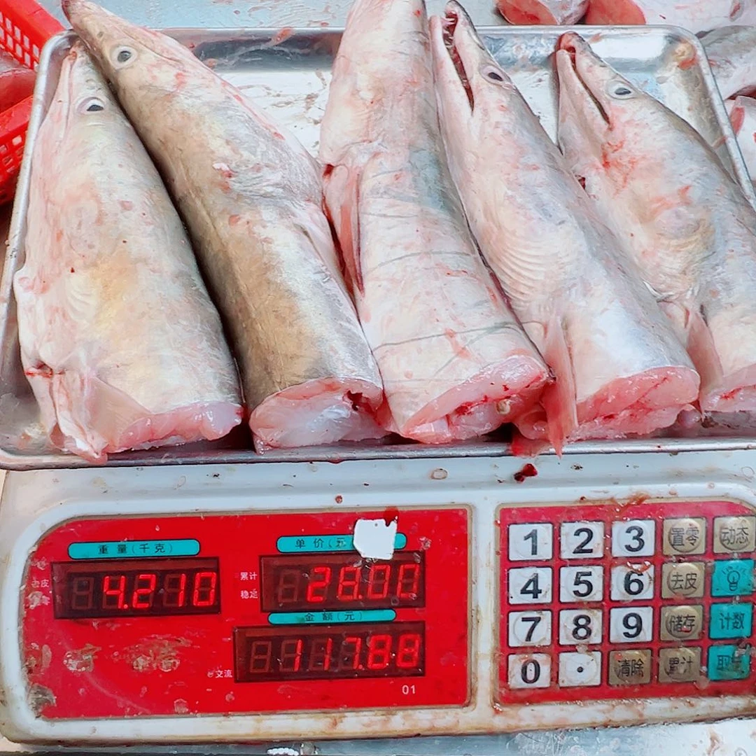 中国大陆五个鳗鱼头